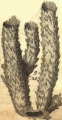 Spongia typhoides muricata (=Callyspongia (Cladochalina) aculeata), author: van Soest, Rob W.M.