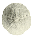 Ammotrophus arachnoides Plate 27 (Clark, 1938) (cropped)