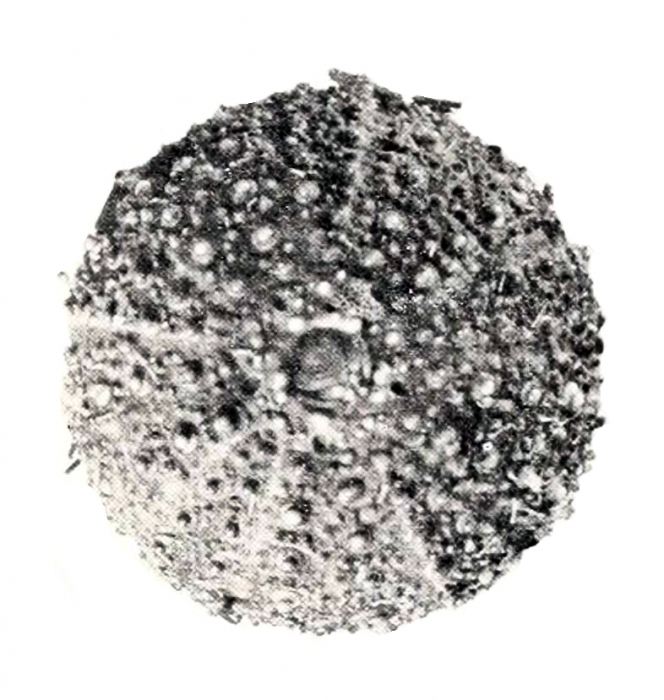 Pseudechinus hesperus Plate 27 (Clark, 1938) (cropped).