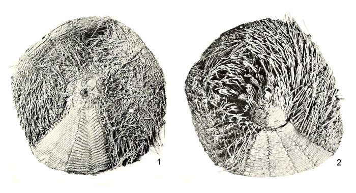 Asthenosoma intermedium-Recto verso-Plate 26 (Clark, 1938)