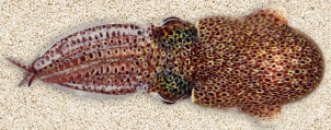 Euprymna brenneri - Brenners Bobtail Squid, author: Jeffrey Jolly, Okinawa Institute of Science and Technology