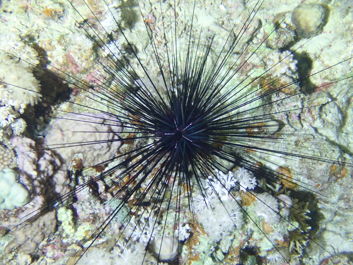 Diadema setosum, Marsa Trombi, Red Sea