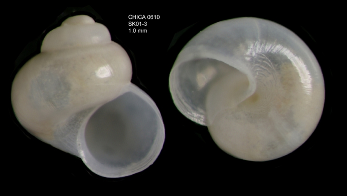 Anekes paucistriata Warén, 1992Shell from Gulf of Cadiz, INDEMARES/CHICA 0610 cruise, Shipek grab SK1.3 (1.0 mm)