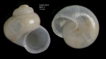 Anekes paucistriata Warén, 1992Shell from Gulf of Cadiz, INDEMARES/CHICA 0610 cruise, Shipek grab SK1.3 (1.0 mm)