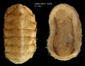 Polyplacophora