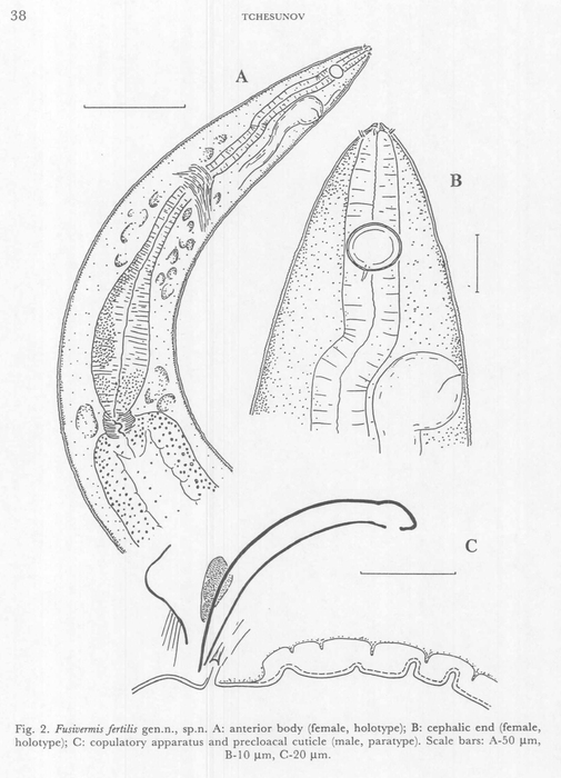 Fusivermis fertilis Tchesunov, 1996