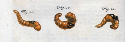 Branchiobdella astaci as first illustrated by Rösel von Rosenhof in 1755 Branchiobdella astaci as first illustrated by Rösel von Rosenhof in 1755