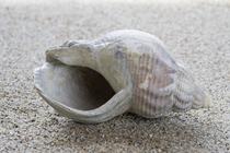 Fossile shell of whelk