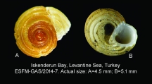 Circulus novemcarinatus, author: Bilal TK