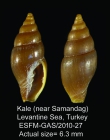 Vexillum hypatiae 