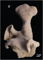 Porifera (sponges)
