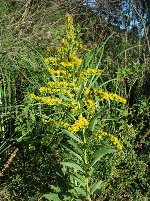 Solidago chilensis Meyen