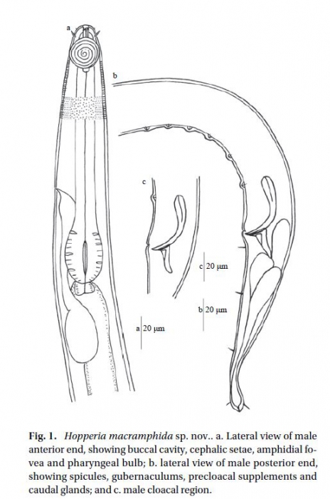 Hopperia macramphida