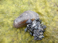 Japanese Green Mussel, Intertidal. Head of Ladysmith Harbour, B.C. Canada
May 19, 2015. Anchored in substrate by dense byssal mass and gravel.