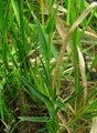 Podocoma spegazzinii Cabrera, author: Heiden, Gustavo