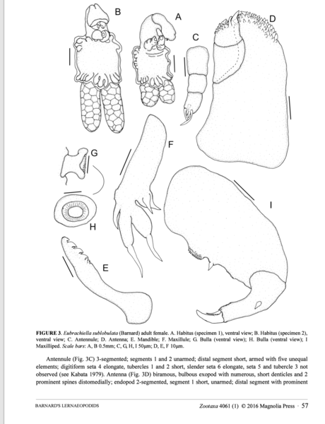 to Eubrachiella sublobulata Barnard, 1955 to Eubrachiella sublobulata Barnard, 1955