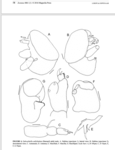 Eubrachiella sublobulata (Barnard, 1955) 