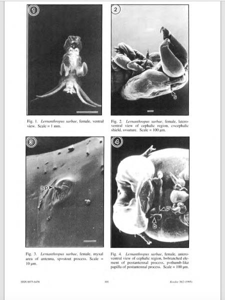 Lernanthropus sarbae female Lernanthropus sarbae female
