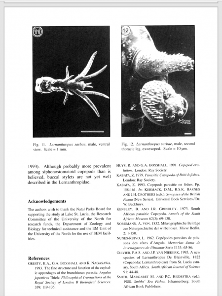 Lernanthropus sarbae male Lernanthropus sarbae male