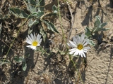 Noticastrum malmei Zardini, author: Heiden, Gustavo