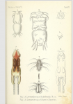 Lernanthropus holmbergii & kroyeri
