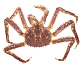 Paralithodes camtschaticus