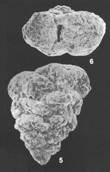 Textularia pseudogramen Chapman & Parr Identified Specimens Textularia pseudogramen Chapman & Parr Identified Specimens
