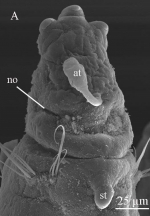 Sabidius antennatus Ranauro, Barroso, Paiva & Nogueira, 2020; original figure: fig. 5A