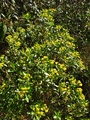 Baccharis psiadioides (Less.) Joch.Ml., author: Heiden, Gustavo