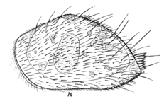 Triebelina schulzi Hartmann, 1964 from the original description, Pl. 4.14