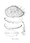 Triebelina schulzi Hartmann, 1964 from the original description, Pl. 4