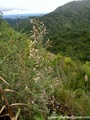 Baccharis artemisioides Hook. & Arn., author: Heiden, Gustavo