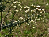 Baccharis patens Baker, author: Heiden, Gustavo