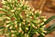 Baccharis ligustrina DC., author: Beno Francis Patrice Loeuille