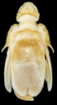 Aethon garricki adult female