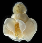 Avitocaligus assurgericola female