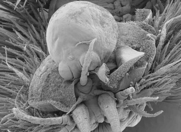 SEM image of Herpyllobius polynoes female SEM image of Herpyllobius polynoes female