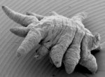 SEM of Achelidelphys papuensis female