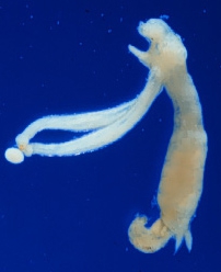 Lernaeopodina longimana female with dwarf male attached Lernaeopodina longimana female with dwarf male attached