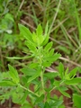 Baccharis dracunculifolia DC., author: Heiden, Gustavo