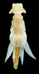 Lernanthropus chrysophrys female