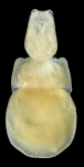 Sagum lativentris female