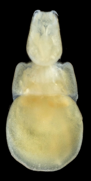Sagum lativentris female Sagum lativentris female