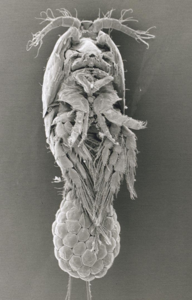 SEM image of Harpacticella inopinata (ventral) SEM image of Harpacticella inopinata (ventral)
