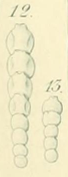 Nodosaria pygmaea Ehrenberg, 1872 Nodosaria pygmaea Ehrenberg, 1872
