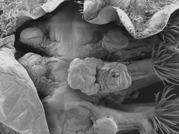 SEM image of Eurysilenium truncatum on host SEM image of Eurysilenium truncatum on host