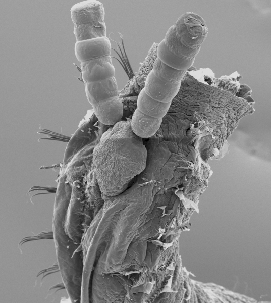 SEM of ovigerous Jasmineiricola mackiei on host SEM of ovigerous Jasmineiricola mackiei on host