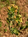 Baccharis cultrata Baker, author: Heiden, Gustavo