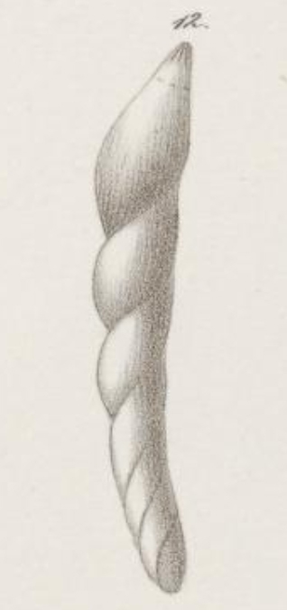 Dentalina haueri Neugeboren, 1856 Holotype Dentalina haueri Neugeboren, 1856 Holotype