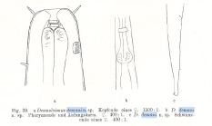 Desmolaimus demani Schulz, 1932